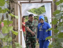 Danbrigif 4 Mar/BS dan Ibu Ketua Cabang 7 PG Kormar Panen Melon Inthanon Dalam Mendukung Ketahanan Pangan Satuan