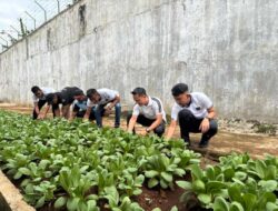 Wujudkan Ketahanan Pangan Melalui Program Pembinaan, Rutan Sukadana Panen Sayur Pakcoy Hasil Karya Warga Binaan