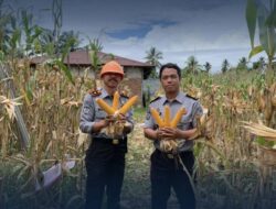 Karutan Muhamad Nur Panen Jagung Berkala di Rutan Manna Sebagai Sinergi Pembinaan dan Ketahanan Pangan Terus Ditingkatkan