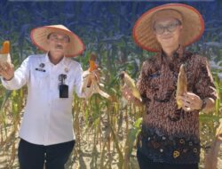 Kakanwil Maizar Bersama Staf Khusus Bidang Administrasi Panen Raya di Lapas Terbuka Rumbai Wujud Nyata Ketahanan Pangan dan Pemberdayaan Warga Binaan