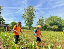 Menanam Harapan serta Menuai Kemandirian, Rutan Sukadana Rawat Jagung Manis sebagai Wujud Pembinaan Produktif dan Ketahanan Pangan