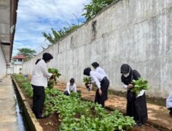Lahan Terbatas Bukan Penghalang, Rutan Sukadana Sukses Panen Sayur Pakcoy Segar dan Melimpah