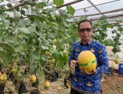 Kualitas Meningkat, Lapas Kelas IIA Banyuasin Kembali Panen Melon Inthanon 1.250 Kg
