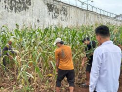 Dukung Ketahanan Pangan, Karutan Sukadana Tinjau Kesiapan Panen Raya Jagung di Lahan SAE