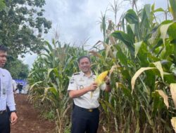 Panen Raya Serentak Kemenimipas, Rutan Sukadana Berkontribusi Wujudkan Ketahanan Pangan