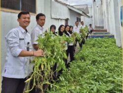 Dukung Panen Raya Serentak, Rutan Krui Laksanakan Panen Kangkung Bersama Warga Binaan