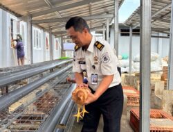 Lapas Kelas IIB Waykanan Kembangkan Peternakan Ayam Petelur Bagi Warga Binaan