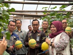 Kepala Kanwil Ditjenpas Sumsel Bersama Kalapas Banyuasin Panen Raya 2,5 ton Melon Inthanon
