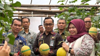 Kepala Kanwil Ditjenpas Sumsel Bersama Kalapas Banyuasin Panen Raya 2,5 ton Melon Inthanon