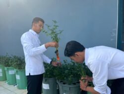 Menanam Kemandirian di Lahan Terbatas, Rutan Sukadana Sukses Panen Seledri