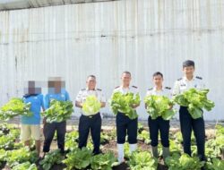 Kepala Lapas Kelas IIB Kotaagung Gelar Panen Sawi dan Pembagian Premi Kepada WBP