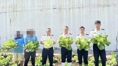 Kepala Lapas Kelas IIB Kotaagung Gelar Panen Sawi dan Pembagian Premi Kepada WBP