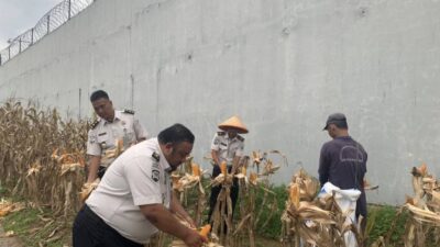 Lapas Way Kanan Laksanakan Panen Raya Jagung Sebagai Wujud Nyata Ketahanan Pangan