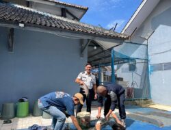 Wujud Pembinaan Produktif, Rutan Sukadana Panen Ikan Patin Hasil Budidaya Perikanan