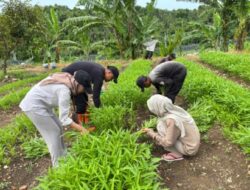 Sinergi Petugas dan Peserta Magang, Panen Kangkung Sukses Digelar di Lapas Karanganyar