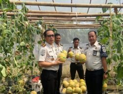 Panen Ketiga Berbuah Manis, Lapas Banyuasin Kembali Hasilkan 2,5 Ton Melon Inthanon