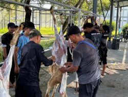 Peringati Idul Adha 1447 H, Lapas Karanganyar Nusakambangan Gelar Penyembelihan Hewan Kurban