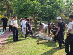 Lapas Ampana Gelar Penyembelihan Hewan Kurban Idul Adha 1447 H Sebagai Wujud Kepedulian Sosial