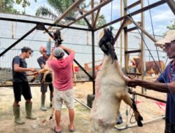 Rutan Sukadana Sembelih 12 Hewan Kurban, Wujudkan Semangat Berbagi dan Kepedulian di Hari Raya Idul Adha 1447 H