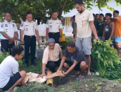 Semangat Berbagi Idul Adha, Lapas Ampana Gelar Penyembelihan Hewan Kurban untuk Warga Binaan