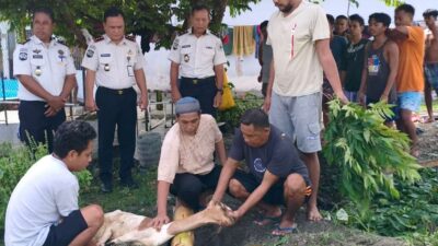 Semangat Berbagi Idul Adha, Lapas Ampana Gelar Penyembelihan Hewan Kurban untuk Warga Binaan