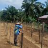 Dukung Ketahanan Pangan, Lapas Muara Tebo Kembali Tanam Bibit Mentimun di Lahan SAE