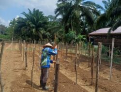 Dukung Ketahanan Pangan, Lapas Muara Tebo Kembali Tanam Bibit Mentimun di Lahan SAE