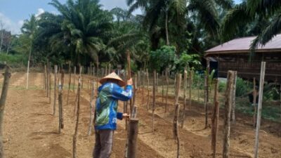 Dukung Ketahanan Pangan, Lapas Muara Tebo Kembali Tanam Bibit Mentimun di Lahan SAE