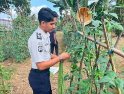 Panen Kacang Panjang Hasil Pembinaan Warga Binaan, Lapas Muara Tebo Dukung Ketahanan Pangan dan Program Aksi Menteri Imipas