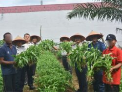 Dukung Ketahanan Pangan dan Program Aksi Menteri Imipas, Lapas Muara Tebo Panen Kangkung Hasil Pembinaan Kemandirian Warga Binaan