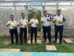 Panen Berkelanjutan ! Green House Melon Inthanon Lapas Banyuasin Kembali Hasilkan Lebih dari Satu Ton