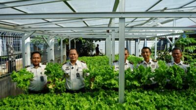 Dukung Asta Cita Presiden, Lapas Makassar Perkuat Ketahanan Pangan melalui Panen Selada Hasil Pembinaan Warga Binaan