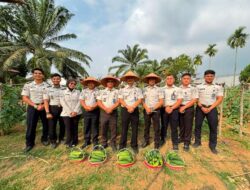Dukung Ketahanan Pangan, Lapas Muara Tebo Kembali Panen Mentimun Hasil Pembinaan Kemandirian