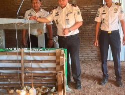 Lapas Makassar Perkuat Pembinaan Kemandirian Melalui Chick In 306 Ekor Bibit Ayam DOC