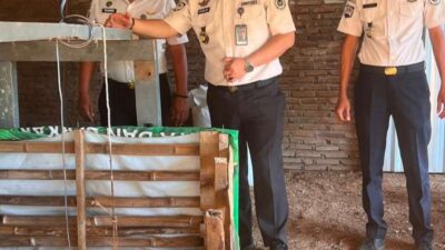 Lapas Makassar Perkuat Pembinaan Kemandirian Melalui Chick In 306 Ekor Bibit Ayam DOC