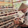 Dukung Ketahanan Pangan, Lapas Muara Tebo Panen Telur Ayam Hasil Pembinaan Kemandirian Bidang Peternakan