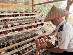 Dukung Ketahanan Pangan, Lapas Muara Tebo Panen Telur Ayam Hasil Pembinaan Kemandirian Bidang Peternakan