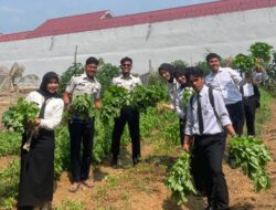 Produktivitas Warga Binaan, Lapas Muara Tebo Panen 70 Ikat Bayam Guna Mendukung Ketahanan Pangan