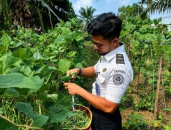 Pengelolaan Hasil Panen Buncis Wujudkan Ketahanan Pangan di Lapas Muara Tebo