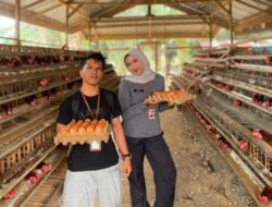 Dukung Ketahanan Pangan, Lapas Kelas IIB Muara Tebo Panen Telur Ayam Hasil Pembinaan Kemandirian Warga Binaan