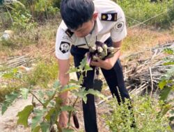 Dukung Ketahanan Pangan, Lapas Kelas IIB Ampana Panen 17 Kg Terong Ungu