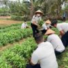 Bukti Nyata Produktivitas Panen Kangkung Hasil Pembinaan Kemandirian Warga Binaan Lapas Muara Tebo