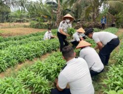 Bukti Nyata Produktivitas Panen Kangkung Hasil Pembinaan Kemandirian Warga Binaan Lapas Muara Tebo