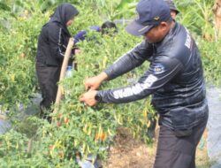 Panen Lombok, Kalapas Beserta Jajaran Lapas Karanganyar Optimalkan Pertanian dan Produktivitas
