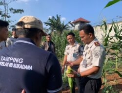 Wujudkan Ketahanan Pangan, Rutan Sukadana Pastikan Budidaya Jagung Tumbuh Optimal Jelang Panen Raya