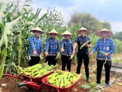 Rutan Sukadana Sukses Panen 300Kg Jagung Manis dari Lahan SAE