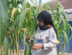 Dari Proses Budidaya Hingga Panen, LPP Lampung Terus Kembangkan Kegiatan Produktif Bagi Warga Binaan