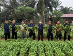 Dari Lahan Tumbuh Harapan, Panen Kangkung Jadi Bukti Nyata Pembinaan Kemandirian di Lapas Muara Tebo